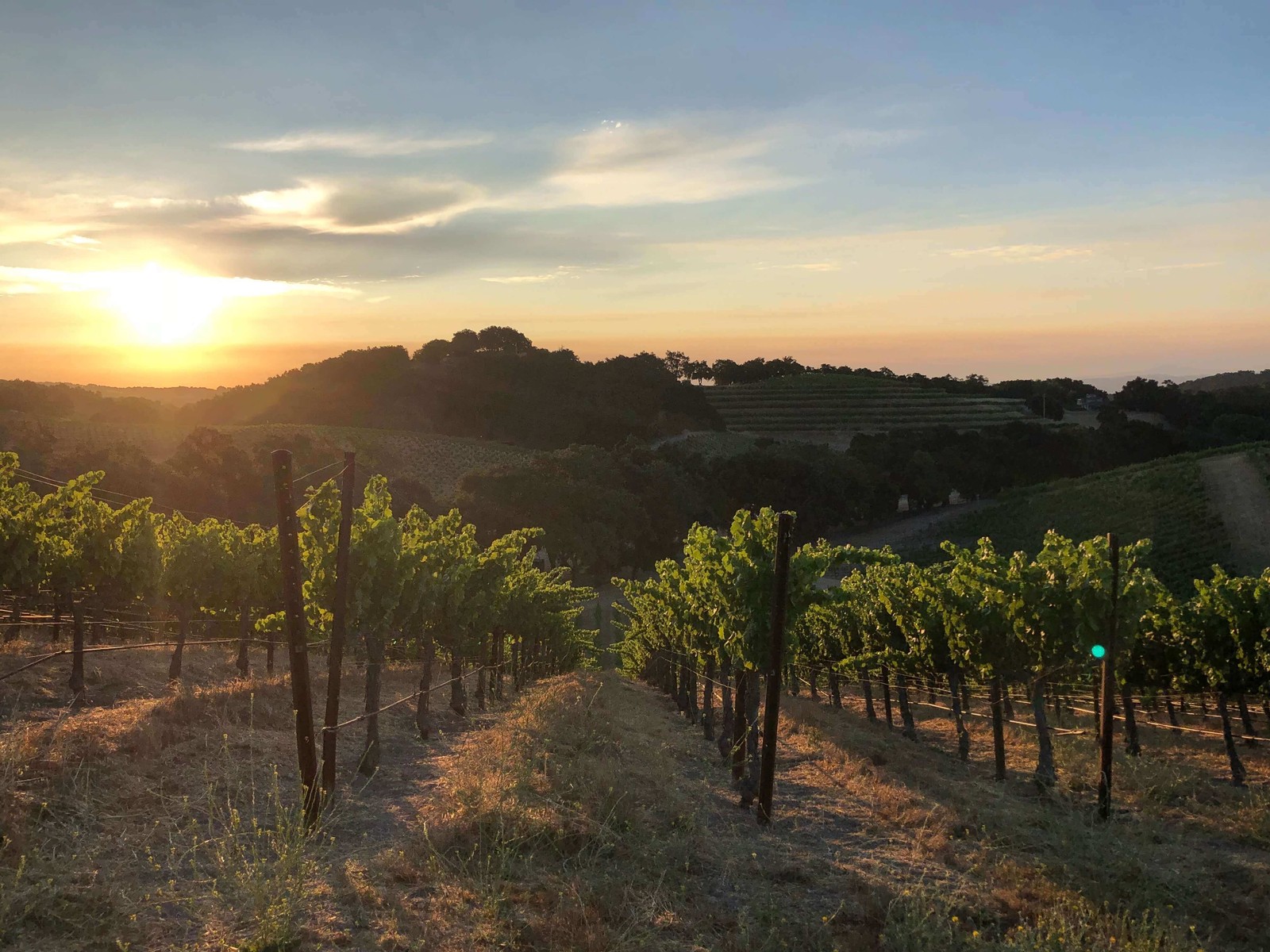 Denner Vineyards at sunrise.